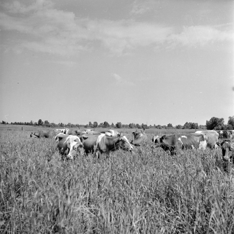 112_or grow grass for grazing faster. (1951).jpg